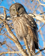 great grey owl