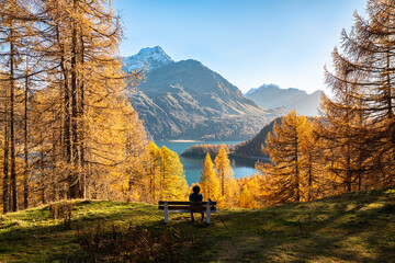 Silhouette of a person on a bench who is enjoying the view of the golden larch trees near Lake Sils. Engadin valley in Graubünden canton, Switzerland.