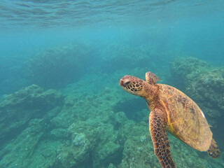 Obraz premium green sea turtle