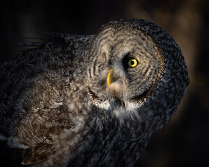 great grey owl