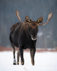 moose in winter