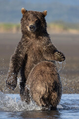 brown bear cubs fighting, wrestling © Tristan