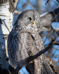 great grey owl