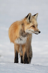 red fox in snow