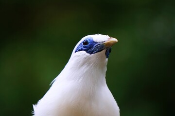 Close up of a bird