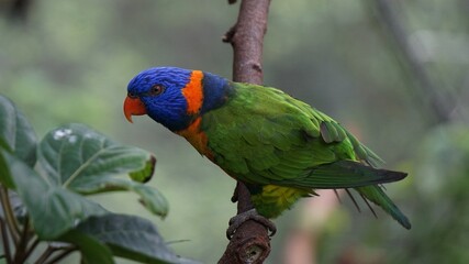 rainbow lorikeet on a branch