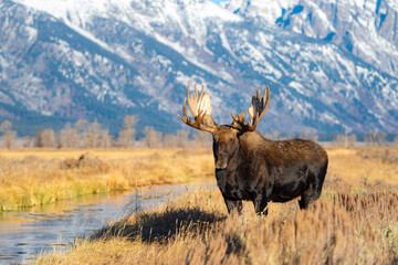 bull moose in the mountains