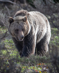 Obraz na płótnie Canvas brown bear cub