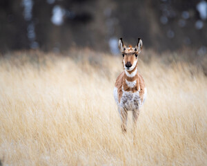pronghorn antelope in a field © Tristan