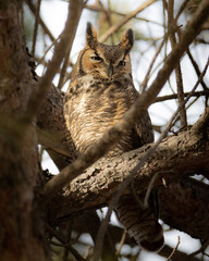 great horned owl in a tree