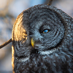 great grey owl