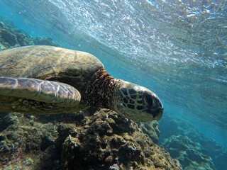 Obraz premium green sea turtle