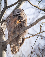 great grey owl