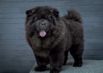 A black and very shaggy dog with his tongue hanging out stands against a gray brick wall