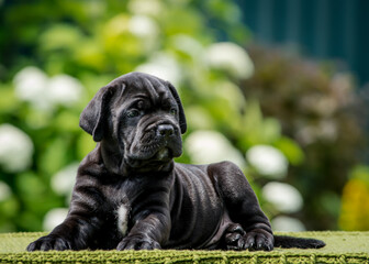 A black puppy lies on a plaid against the background of greenery