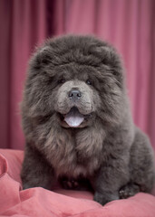 A dark gray and very shaggy dog with his tongue hanging out sits on a pillow
