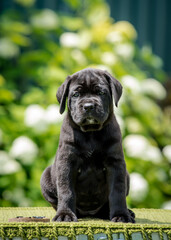 A dark gray puppy with blue eyes sits on a plaid against the background of greenery
