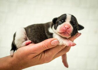 A small, recently born puppy sleeps in the owner's palm