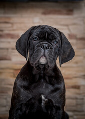 Beautiful black puppy poses for a photo against a brick wall background