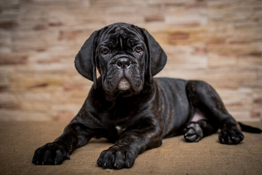  Beautiful black puppy poses for a photo against a brick wall background