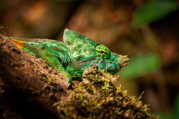 Parson’s Chameleon - Chamaeleo (Calumma) parsonii large green species of chameleon in Chamaeleonidae, endemic to humid primary forest in eastern and northern Madagascar