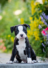 Cute bicolour puppy is sitting on the path near the flowers