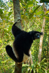 Indri indri - Babakoto the largest lemur of Madagascar has a black and white coat, climbing or clinging, moving through the canopy, herbivorous, feeding on leaves and seeds, fruits and flowers