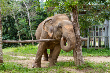 Fototapeta premium Elephants living their best life in Thailand