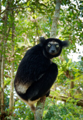 Indri indri - Babakoto the largest lemur of Madagascar has a black and white coat, climbing or clinging, moving through the canopy, herbivorous, feeding on leaves and seeds, fruits and flowers