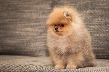 Cute fluffy dog sits on the couch. The breed of the dog is the Pomeranian