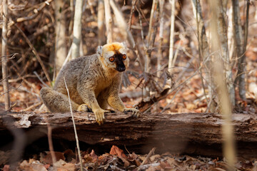 Fototapeta premium Red Lemur - Eulemur fulvus rufus also Rufous brown or Northern Red-fronted lemur, lemur from Madagascar, primate in typical dry forest, climbing on the tree