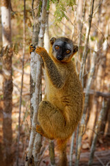 Red Lemur - Eulemur fulvus rufus also Rufous brown or Northern Red-fronted lemur, lemur from Madagascar, primate in typical dry forest, climbing on the tree