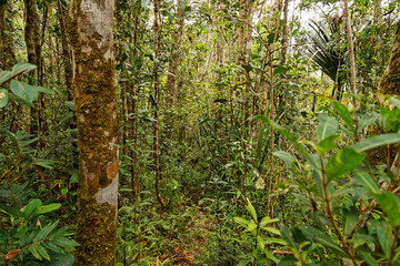 Landscape of Madagascar jungle and rainforest near Andasibe, green protected environment with...