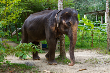 Fototapeta na wymiar Elephants living their best life in Thailand