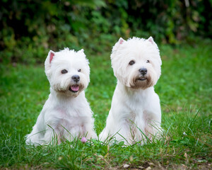 Two white shaggy dogs sit on the grass in the garden