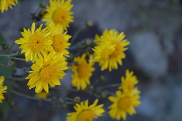 yellow flowers in the garden