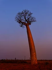 Fototapete Rund Landscape with the big trees baobabs in Madagascar. Baobab alley during sunset or sunrise, late evening orange sun and baobab silhouettes © phototrip.cz