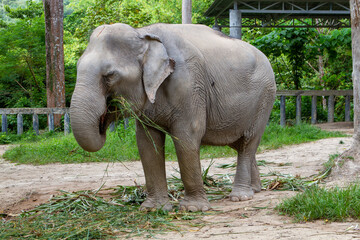 Fototapeta premium Elephants living their best life in Thailand