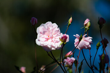 pink flowers in the garden