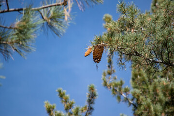 pine seed on branch