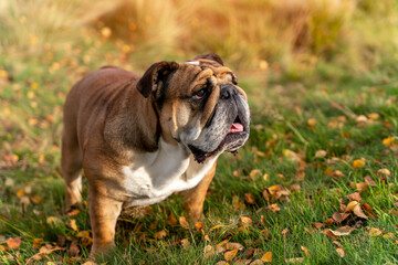 red  English British Bulldogs Dog out for a walk looking up sitting in the grass on Autumn sunny day at sunset