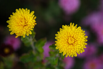 Naklejka premium Close up shot of a yellow Chrysanthemum flower, backlit, blurred background.
