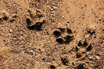 sand on the beach for background