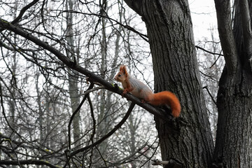 A fiery red squirrel with a faded gray back sitting on a tree branch and looking intensely into the distance. Side view, close-up of a wild animal in its habitat in November.