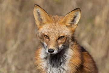 Red fox portrait in autumn