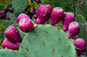Fruits of eastern prickly pear cactus (Opuntia humifusa) in fall in garden in Virgnia. © Gerry
