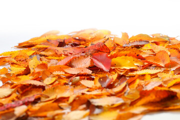 落ち葉　紅葉　秋イメージweb素材