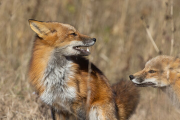 Red foxes playing in autumn