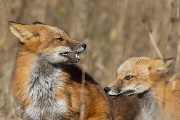 Red foxes playing in autumn