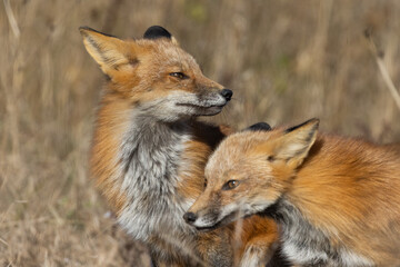 Red foxes playing in autumn
